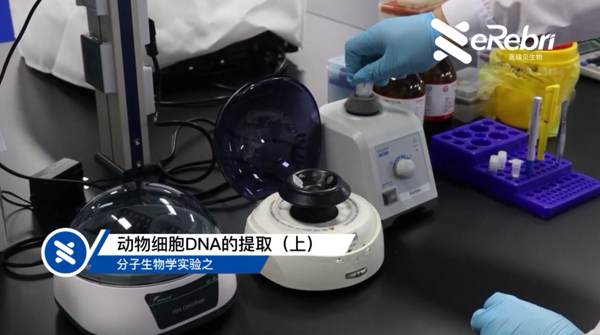 分子實驗-動物細胞DNA的提取（上）