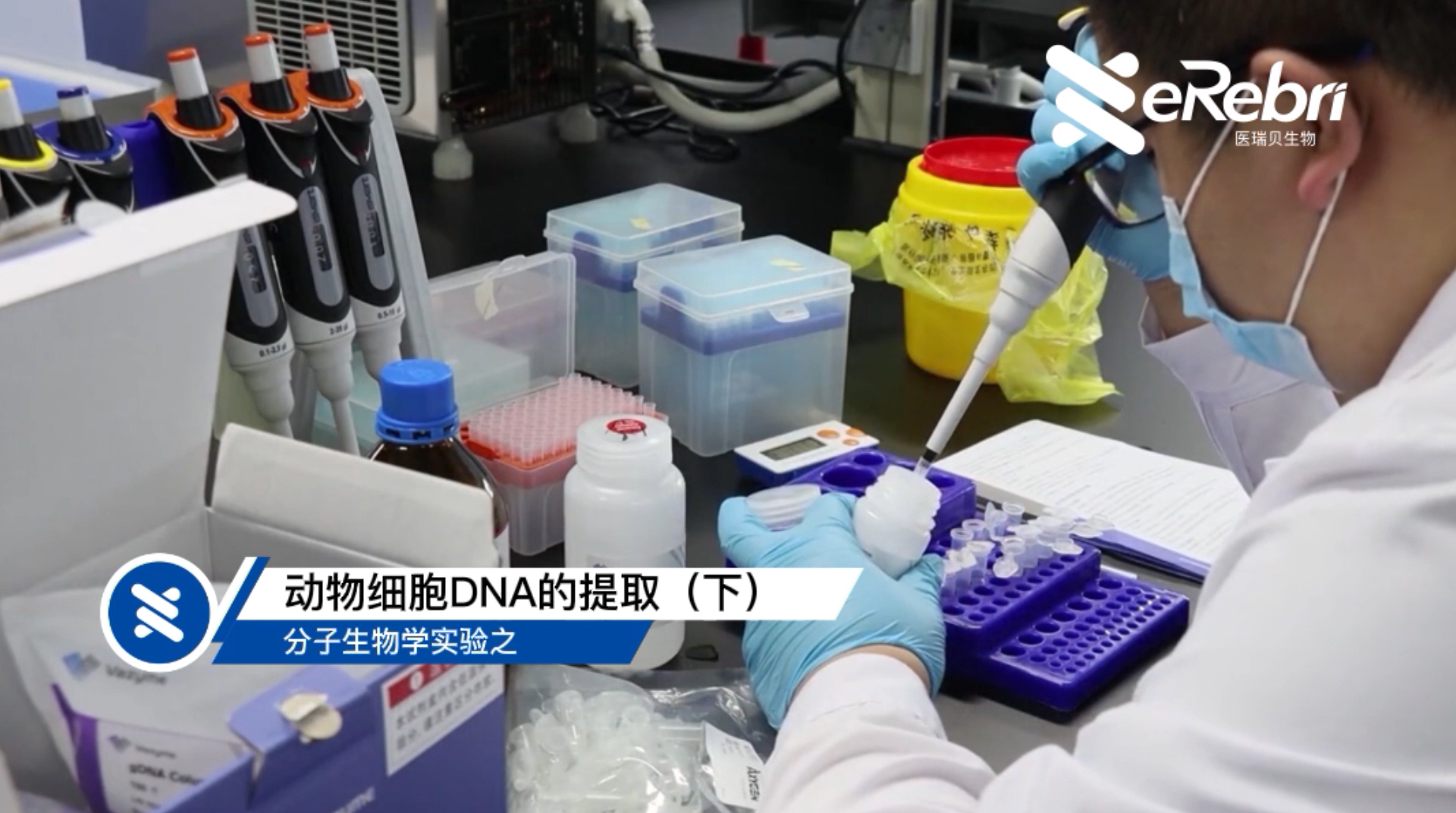 分子實驗-動物細胞DNA的提取（下)