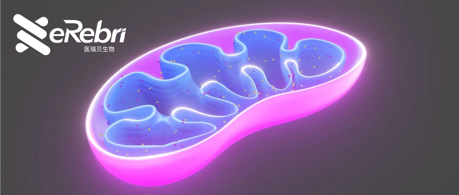 發(fā)文利器！一文了解熱點(diǎn)黑馬——“線粒體”2023四大研究思路